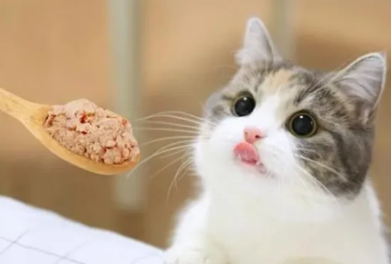 What can kittens eat?