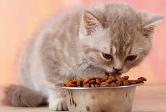 Is it okay for a cat to eat only cat food?