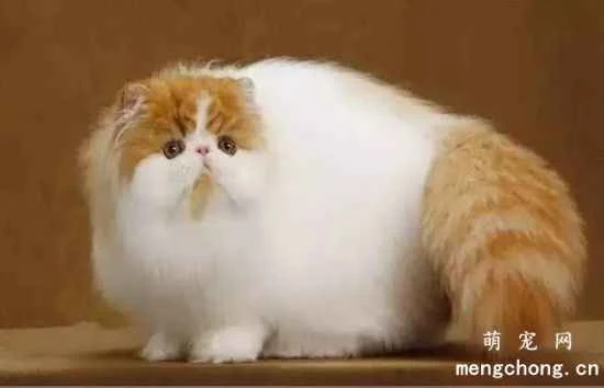 How to prevent your pet cat from getting poisoned?