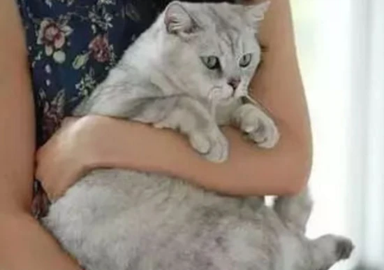 How to hold a cat so it will feel comfortable