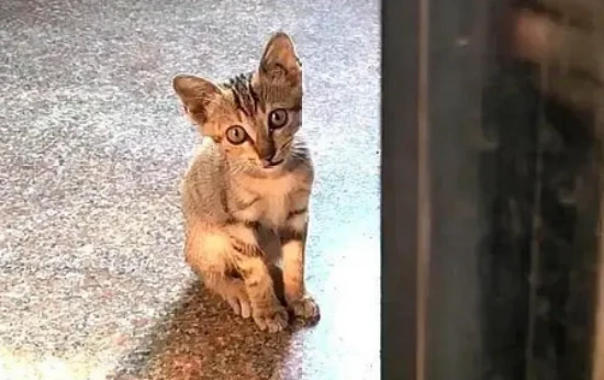 What does it mean when a cat comes to your door on its own?