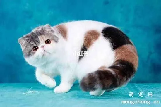 Garfield (Exotic Shorthair) kitten care and feeding methods