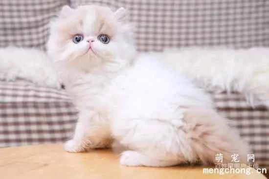 What to do if your pet cat has a bad temper? It's mostly caused by emotional stress.