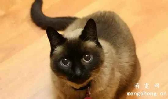 Feeding and daily care knowledge for Siamese cats