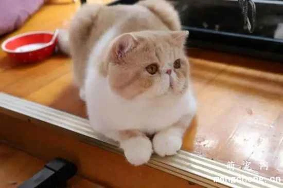 You shouldn't hit a cat when it misbehaves; you should combine various stimuli and methods organically.