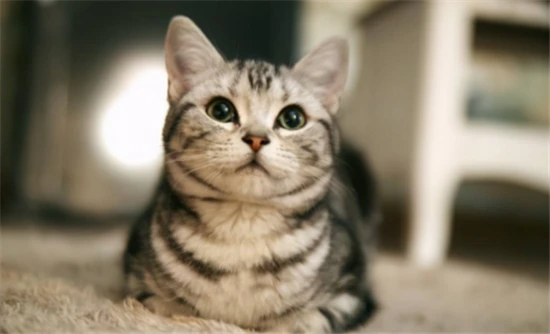 Which breed of cat likes to be held?