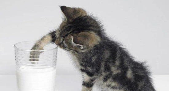 猫咪到底能喝牛奶吗？酸奶、奶酪、奶粉呢？