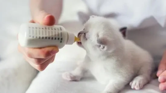 How long should a kitten be weaned?