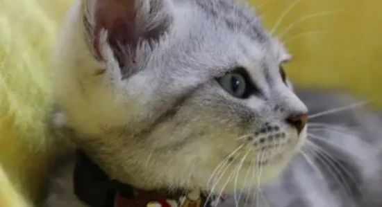 Why do cats make a "cooing" sound?