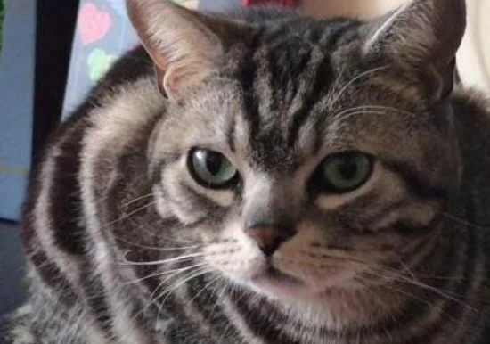 Why can't cats go near a coffin after a person dies?