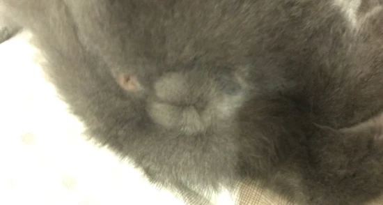 Is it better to have a male or female pet cat? The differences are as follows: