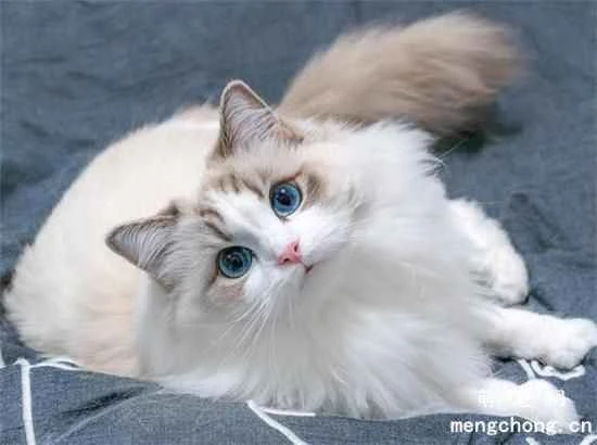 Five common mistakes to avoid when raising a Ragdoll cat