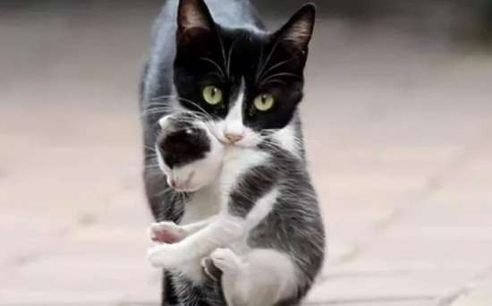 What to do if the mother cat keeps carrying her kittens?