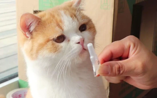 kitten's first deworming