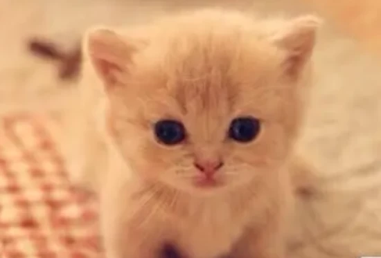 Cute female cat names