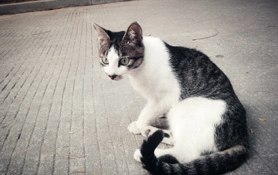 The most taboo thing about owning a cat is its zodiac sign.