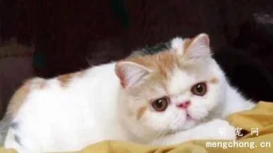 What are some things to keep in mind when feeding and caring for kittens?