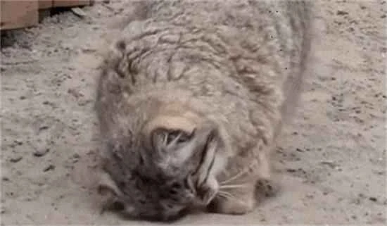 Why do cats like to roll around in the litter box? What's going on?