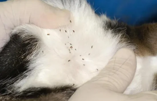 How to get rid of fleas on a one-month-old kitten