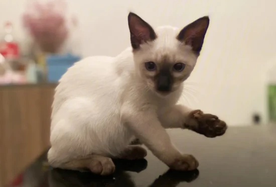 What are some Thai cat breeds?