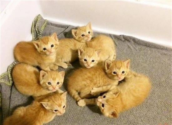 How many litters of kittens can a cat have in a year?