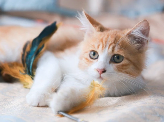 How long does it take for a kitten to open its eyes? Exploring the early stages of newborn kitten development.