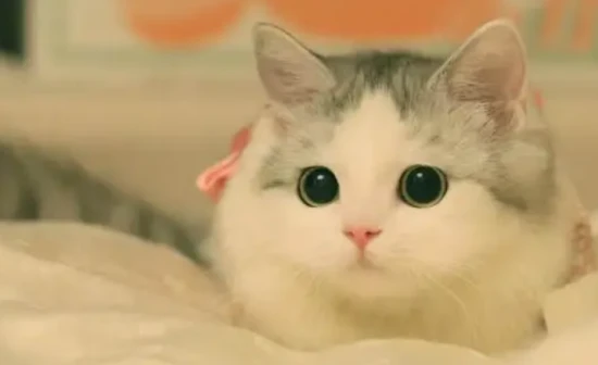 Six diseases most common among cat owners! Almost no one is spared...