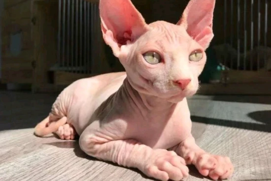 Cat intelligence ranking