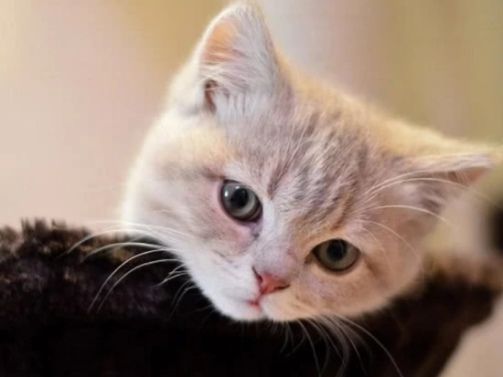 What kind of personality do cat owners have?