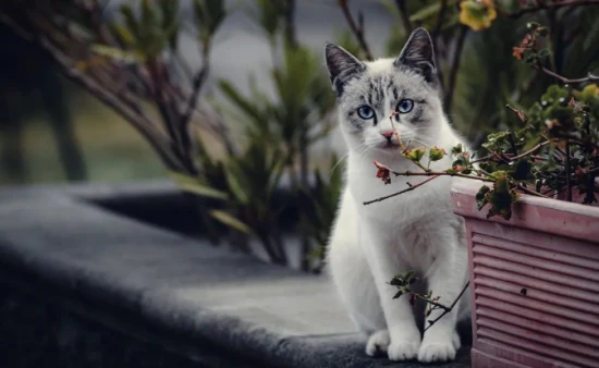 7 stress responses in cats that could take their lives at any time