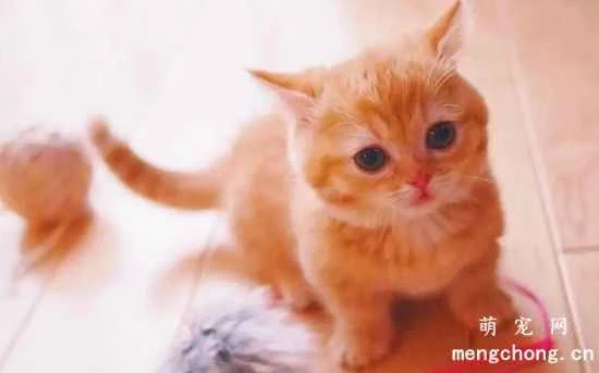 How to prevent your cat from getting bacterial infections? Increase nutrition and get vaccinated.