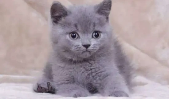 Can kittens eat egg yolks?