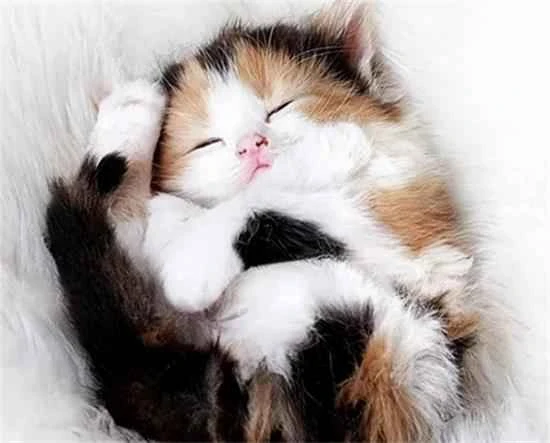 Six developmental stages of a cat: Which stage is your cat in?