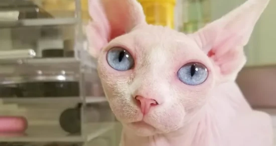 Top 10 Ugliest Cat Pictures