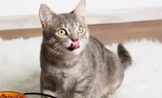 How to make your cat have a bigger appetite