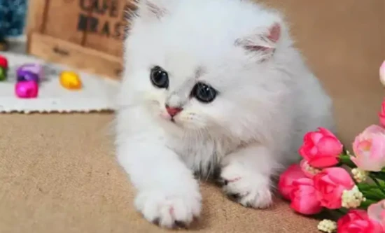 Can kittens eat cat treats?