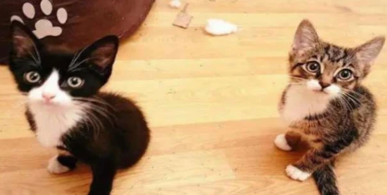 What breeds of cats never grow up?