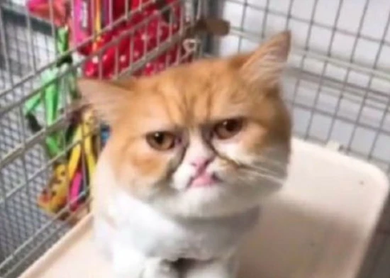 What cat is the ugliest in a cat's eyes?