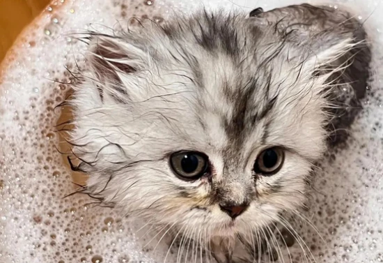 Why can't cats be bathed frequently?