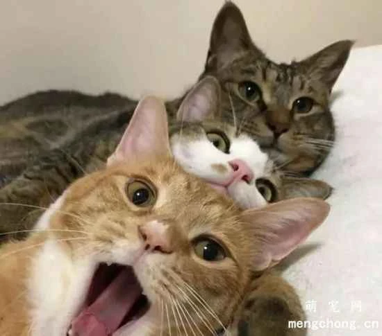 How can I get an older cat to accept a new cat so that the two cats can live together harmoniously?