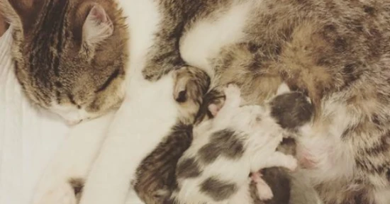 What should a mother cat eat to increase her milk production after giving birth to kittens?