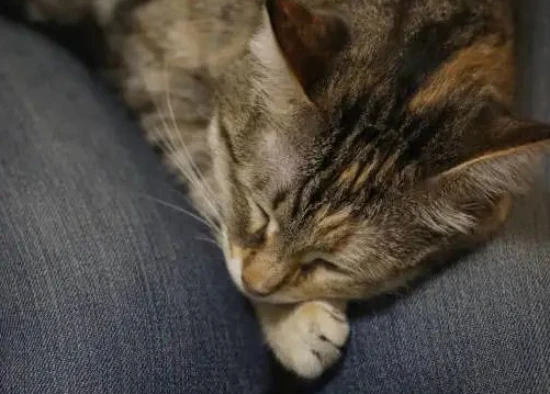 猫咪喜欢你都有哪些表现？