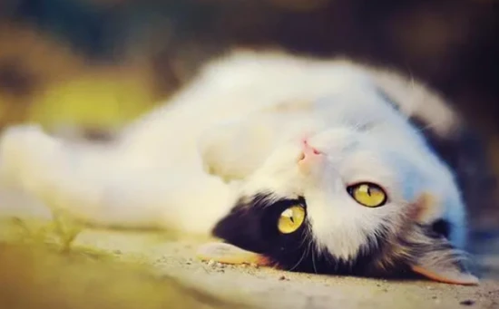 What does it mean when a cat kneads its paws on its owner's blanket?