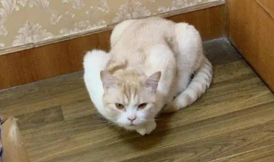 When will a cat start squatting like a hen?