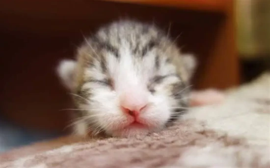 How many days after birth are kittens most likely to die?