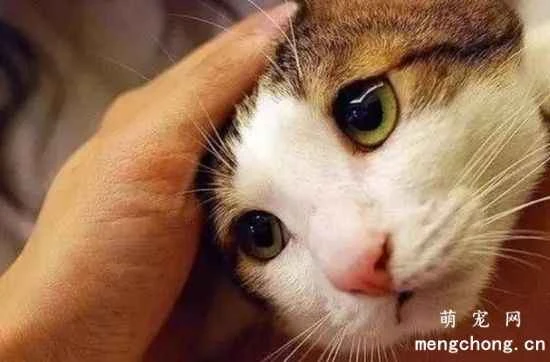 How can I make my cat more likable? What kind of person can attract a cat's attention?