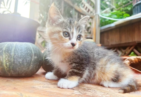 Do kittens aged 1-2 months need teething toys?