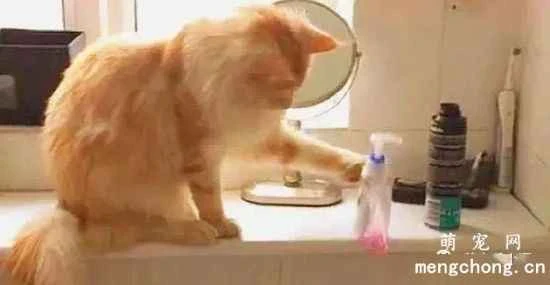 What are the meanings of some common actions and behaviors of pet cats?