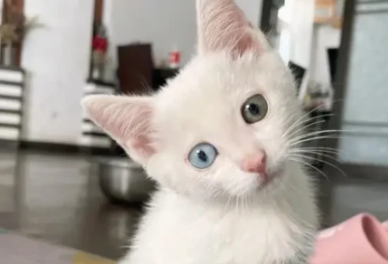 How to quickly make your cat like you and stick to you