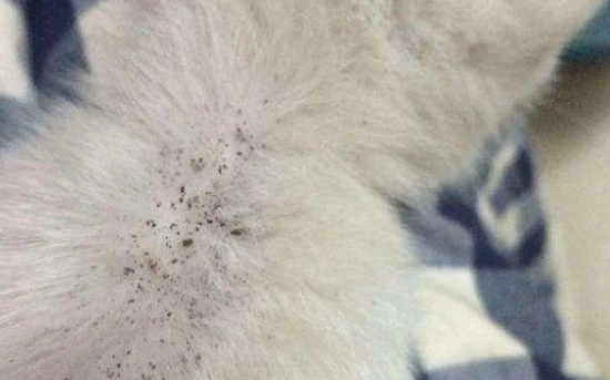 What happens if a cat gets fleas?